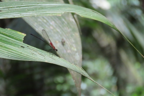 Red-striped Rubyspot