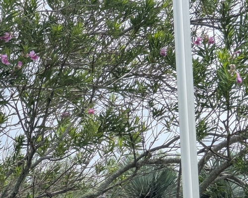 desert willow