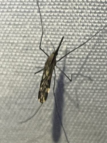 Woodland Malaria Mosquito