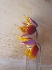 Calochortus barbatus