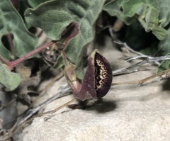 Aristolochia coryi