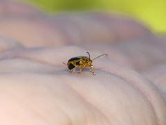 Xanthogaleruca luteola