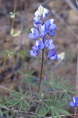 Lupinus benthamii
