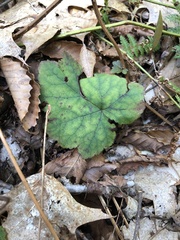 Tiarella stolonifera