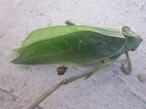 Esperanza azteca