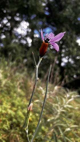 Pricklypoppy Blister Beetle