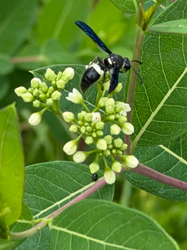 Four-toothed Mason Wasp