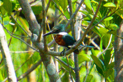 Green Kingfisher