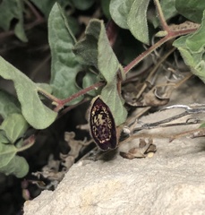 Aristolochia coryi