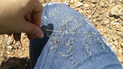 Eragrostis porosa