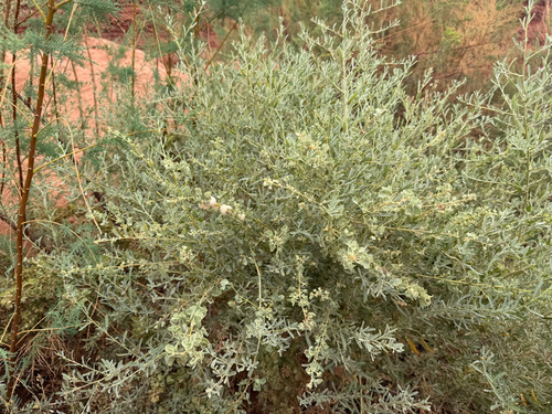 Fourwing Saltbush