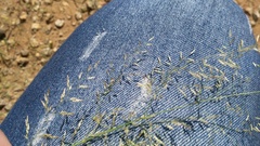 Eragrostis porosa