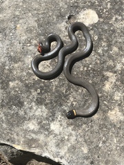 Diadophis punctatus regalis