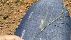 Eragrostis porosa