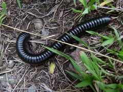 Archispirostreptus gigas