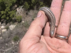 Plestiodon multivirgatus