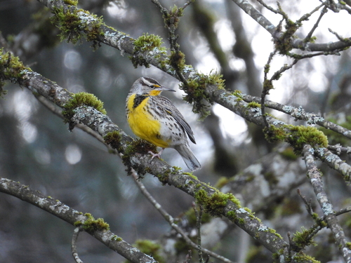 Western Meadowlark