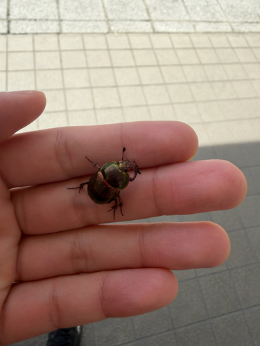 Phelotrupes auratus auratus