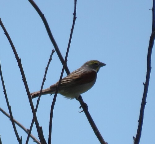 Dickcissel