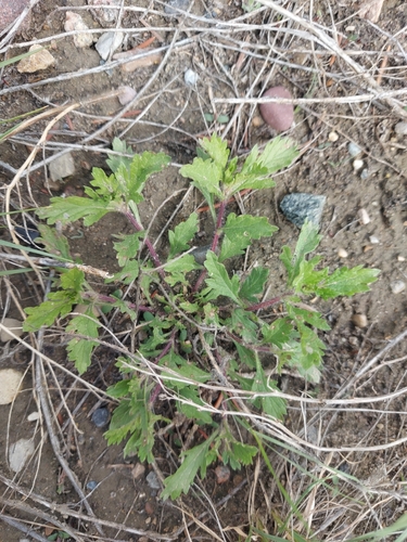 Bigbract Verbena