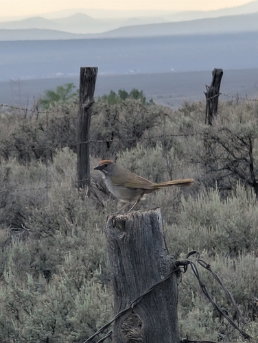 Green-tailed Towhee