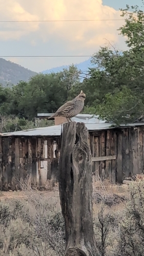 Scaled Quail