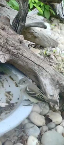 Least Flycatcher