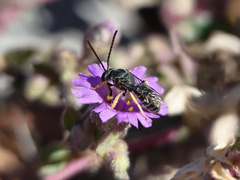 Pseudagapostemon