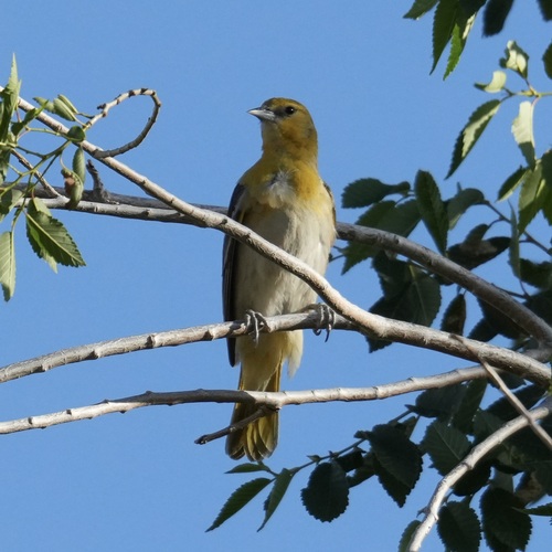 Bullock's Oriole