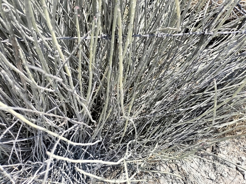 Candelilla