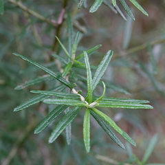 Ozothamnus ferrugineus