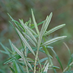 Ozothamnus ferrugineus, photograph (c) Max Campbell, some rights reserved (CC BY)