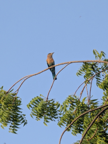 Indian Roller