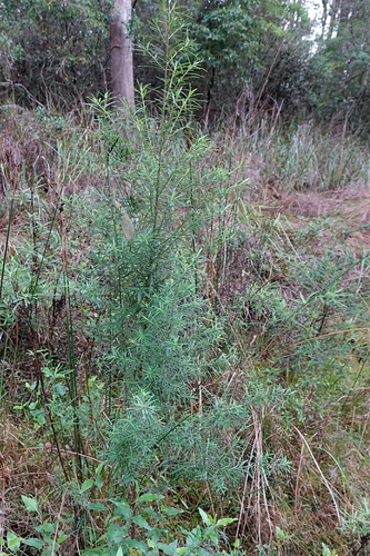 Ozothamnus ferrugineus, photograph 2