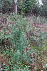 Ozothamnus ferrugineus, photograph (c) Max Campbell, some rights reserved (CC BY)