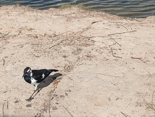 Magpie-lark