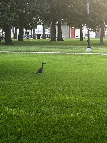 Yellow-crowned Night Heron