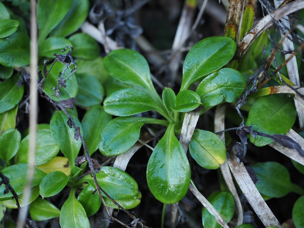 Myosotis pansa; photograph (c) Angus Campbell, some rights reserved (CC BY)