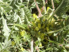 Astragalus exscapus