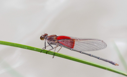 American Rubyspot