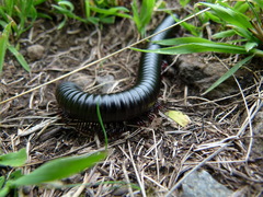 Archispirostreptus gigas