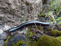 Archispirostreptus gigas