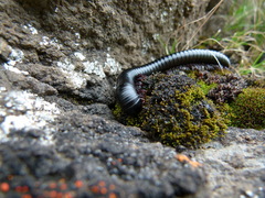 Archispirostreptus gigas