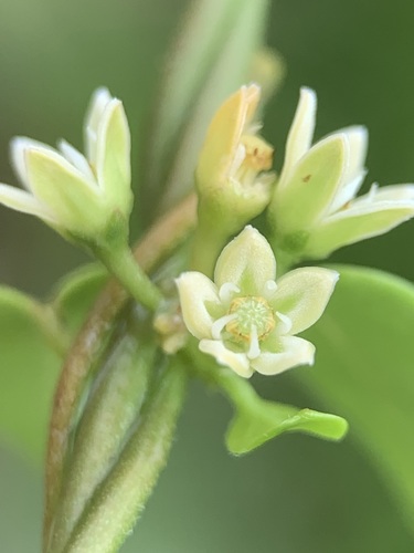 Metastelma decipiens, 2024-11-14