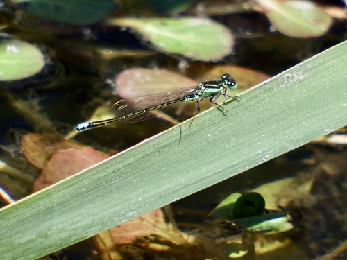 Black-fronted Forktail