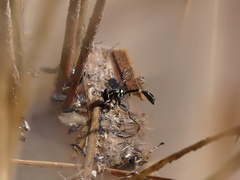 Eosalpingogaster