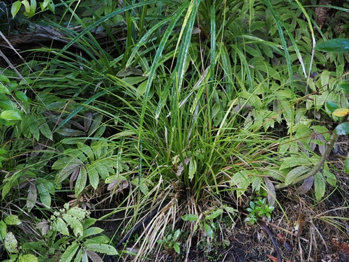 Carex lambertiana, photograph 3