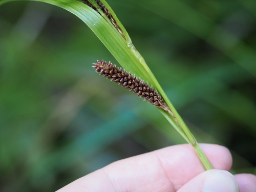 Carex lambertiana, photograph 4