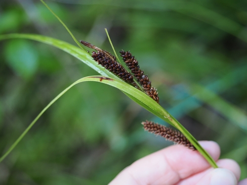 Carex lambertiana, photograph 5