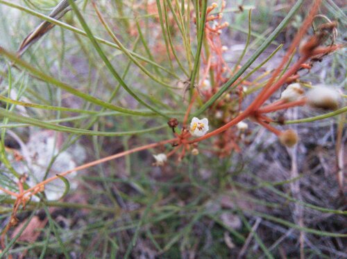 Pretty Dodder · Pretty Dodder · Pretty Dodder